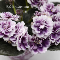 KZ-Виолетта