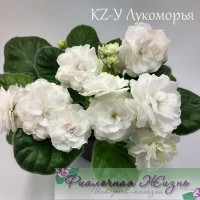 KZ-У Лукоморья