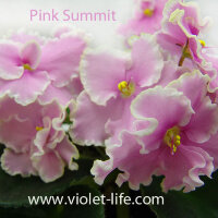 Pink_Summit.jpg