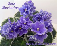 Sora Zecharian