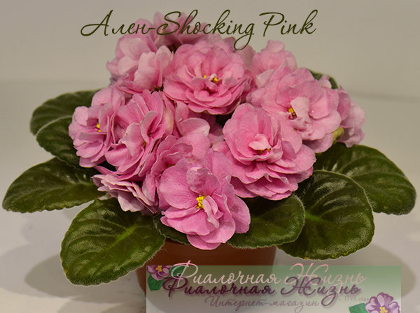 Ален-Shocking Pink 