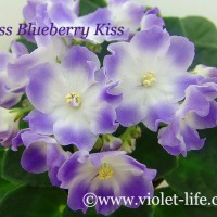 Ness_Blueberry_Kiss.jpg