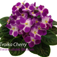 Troika Cherry