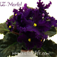 KZ-Merlot