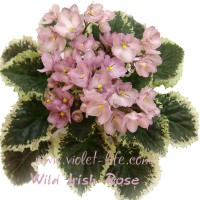 Wild_Irish_Rose.jpg