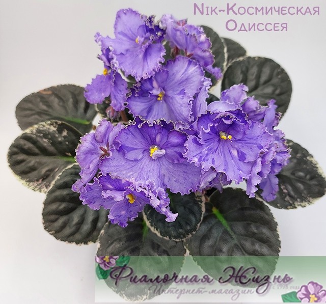 Nik-Космическая Одиссея