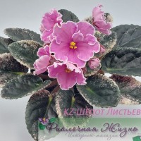 KZ-Шёпот Листьев