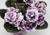 KZ-Виолетта