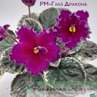 РМ-Глаз Дракона