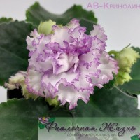 АВ-Кринолин