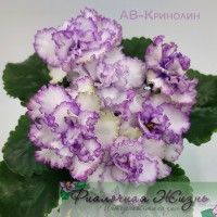 АВ-Кринолин