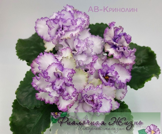 АВ-Кринолин