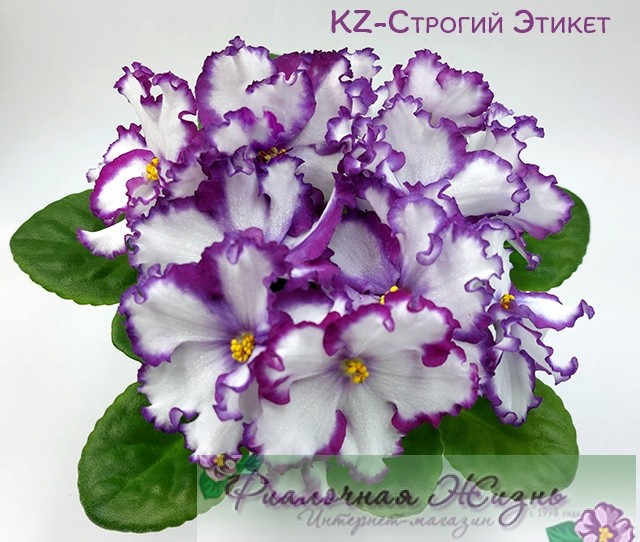KZ-Строгий Этикет