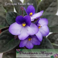 City-Line Trendy Blue