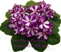 Ness Cherry Confection