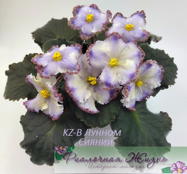 KZ-В Лунном Сиянии