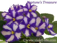 Neptune's Treasure
