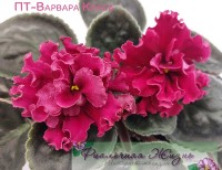 ПТ-Варвара Краса