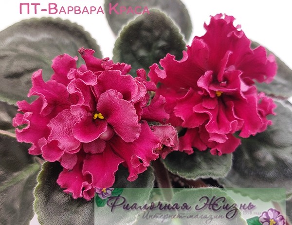 ПТ-Варвара Краса