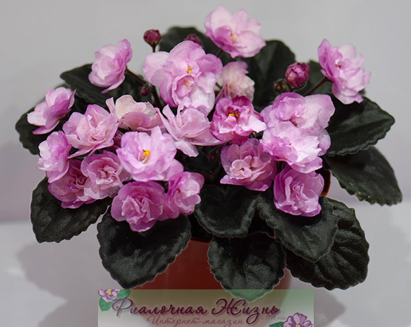 Фиалка Ness Satin Rose