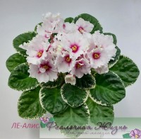ЛЕ-Алиса