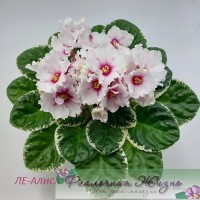 ЛЕ-Алиса