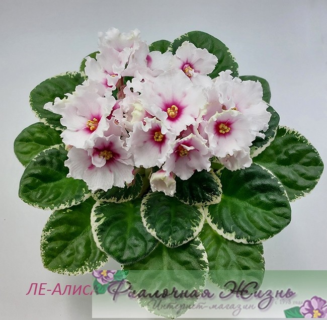 ЛЕ-Алиса