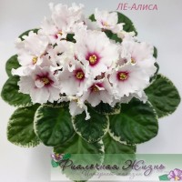 ЛЕ-Алиса