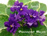 Buckeye Free Spirit