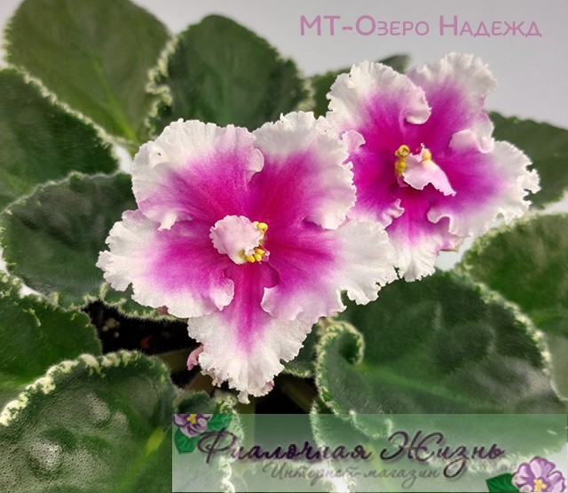 МТ-Озеро Надежд