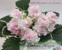 АВ-Малина на Снегу