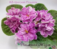 KZ-Царский Подарок