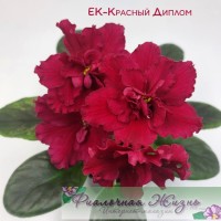 ЕК-Красный Диплом