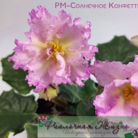 РМ-Солнечное Конфетти