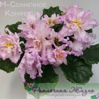 РМ-Солнечное Конфетти