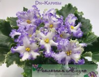 Dn-Карибы