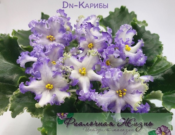 Dn-Карибы