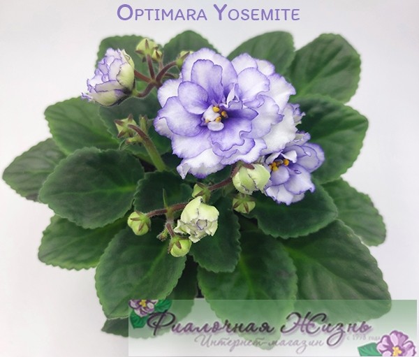 Optimara Yosemite