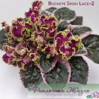 Buckeye Irish Lace-2