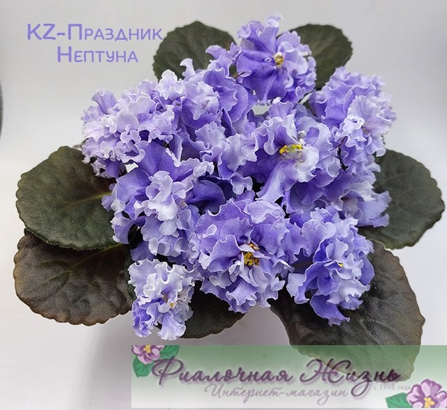 KZ-Праздник Нептуна