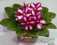 Rio Honda