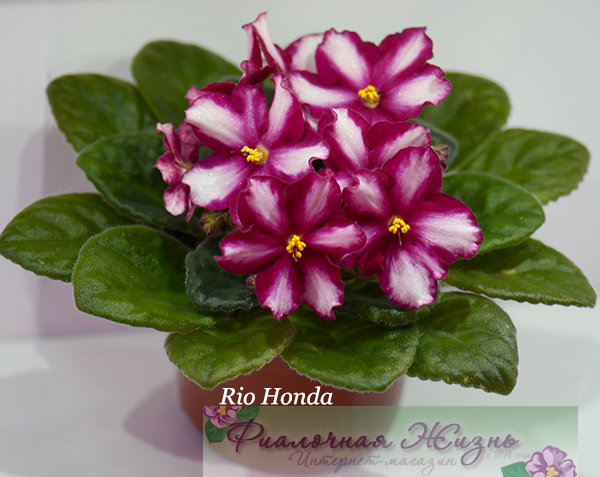 Rio Honda