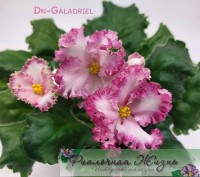 Dn-Galadriel