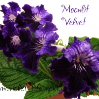 Moonlit Velvet.jpg