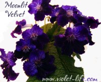 Moonlit Velvet