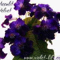 S_Moonlit_Velvet.jpg