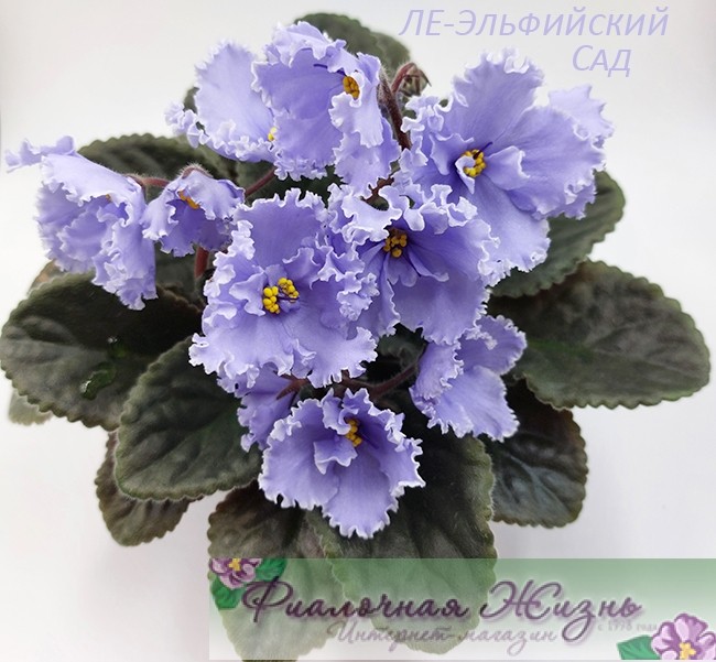 ЛЕ-Эльфийский Сад