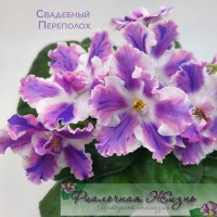 Свадебный Переполох