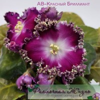 АВ-Красный Бриллиант
