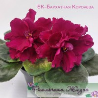 ЕК-Бархатная Королева